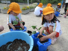 土の中にナスの苗をやさしく植えています