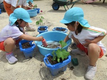 オクラやキュウリがたくさんとれるのを楽しみに植えています