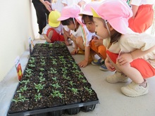 花の種からかわいい芽がでているのをみています