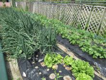 野菜の栽培の写真
