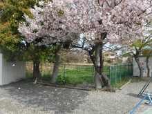 入園式園庭の桜