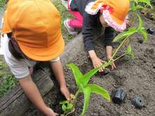 ４歳児アオバナの苗植えの様子
