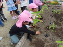 ５歳児アオバナの苗植えの様子