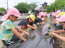 ５歳児芋苗植えの様子