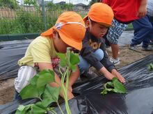 ４歳児芋苗植えの様子