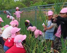 ５歳児タマネギの収穫の様子