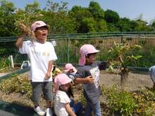 ５歳児ジャガイモの収穫の様子